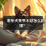 老年犬关节不好怎么护理?(图4) 老年犬关节不好怎么护理?(图4)