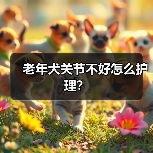 老年犬关节不好怎么护理?(图3) 老年犬关节不好怎么护理?(图3)