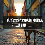 狗狗突然发疯跑来跑去?真相是……(图4) 狗狗突然发疯跑来跑去?真相是……(图4)