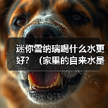 迷你雪纳瑞喝什么水更好？（家里的自来水是否适合迷你雪纳瑞喝？ - 新生家伴