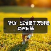 听劝!没准备千万别轻易养柯基(图2) 听劝!没准备千万别轻易养柯基(图2)