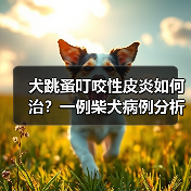犬跳蚤叮咬性皮炎如何治？一例柴犬病例分析(图2)