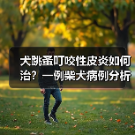犬跳蚤叮咬性皮炎如何治？一例柴犬病例分析(图3)