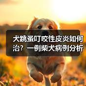 犬跳蚤叮咬性皮炎如何治？一例柴犬病例分析 - 辰飞雨新生家伴