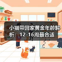 小猫带回家黄金年龄解析：12-16周最合适 - 辰飞雨新生家伴