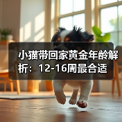 小猫带回家黄金年龄解析：12-16周最合适(图4)