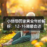 小猫带回家黄金年龄解析：12-16周最合适(图3)