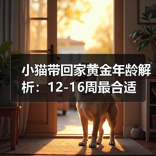 小猫带回家黄金年龄解析：12-16周最合适(图2)