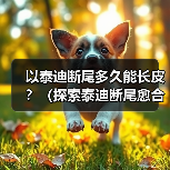以泰迪断尾多久能长皮？（探索泰迪断尾愈合时间及注意事项） - 辰飞雨新生家伴