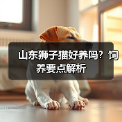 山东狮子猫好养吗？饲养要点解析(图2)