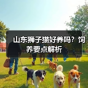 山东狮子猫好养吗？饲养要点解析(图4)