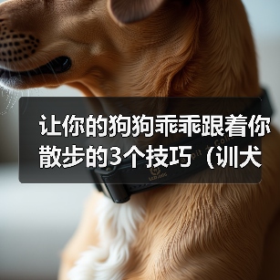 让你的狗狗乖乖跟着你散步的3个技巧（训犬师教你如何训练狗狗一起享受散步的乐趣）(图2)