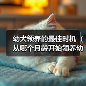 幼犬领养的最佳时机(从哪个月龄开始领养幼犬是最合适的?)(图2) 幼犬领养的最佳时机(从哪个月龄开始领养幼犬是最合适的?)(图2)