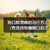 狗口腔溃疡的治疗方法(有效药物缓解口腔溃疡不适)(图2) 狗口腔溃疡的治疗方法(有效药物缓解口腔溃疡不适)(图2)
