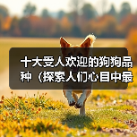 十大受人欢迎的狗狗品种(探索人们心目中最受喜爱的狗狗品种)(图4) 十大受人欢迎的狗狗品种(探索人们心目中最受喜爱的狗狗品种)(图4)