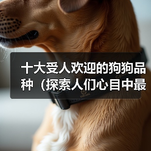 十大受人欢迎的狗狗品种（探索人们心目中最受喜爱的狗狗品种） - 辰飞雨新生家伴