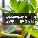 狗狗毛发突然变白?原因解析!(探寻狗狗毛发变白的奥秘及相关调理方法)(图3) 狗狗毛发突然变白?原因解析!(探寻狗狗毛发变白的奥秘及相关调理方法)(图3)