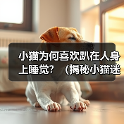 小猫为何喜欢趴在人身上睡觉？（揭秘小猫迷人的行为习惯与心理动 - 辰飞雨新生家伴