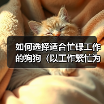 如何选择适合忙碌工作的狗狗（以工作繁忙为主人养狗的挑战与解决 - 辰飞雨新生家伴