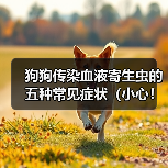 狗狗传染血液寄生虫的五种常见症状（小心！你的宠物可能感染了这些寄生虫）(图3)