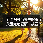 五个月金毛养护指南(关爱宠物健康,从五个月金毛开始)(图2) 五个月金毛养护指南(关爱宠物健康,从五个月金毛开始)(图2)