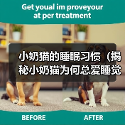 小奶猫的睡眠习惯（揭秘小奶猫为何总爱睡觉） - 辰飞雨新生家伴