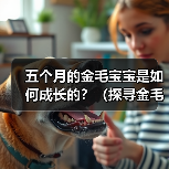 五个月的金毛宝宝是如何成长的？（探寻金毛宝宝五个月时的样貌和行为特点）(图4)