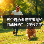 五个月的金毛宝宝是如何成长的？（探寻金毛宝宝五个月时的样貌和行为特点）(图2)