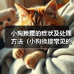 小狗换腰的症状及处理方法（小狗换腰常见的症状及如何帮助他们） - 辰飞雨新生家伴