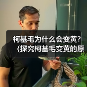 柯基毛为什么会变黄？（探究柯基毛变黄的原因及预防方法）(图2)