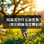 柯基毛为什么会变黄？（探究柯基毛变黄的原因及预防方法）(图4)