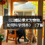 《以捕鼠梗犬为宠物，如何科学饲养》（了解
