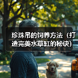 珍珠吊的饲养方法（打造完美水草缸的秘诀）