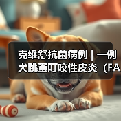 克维舒抗菌病例 | 一例犬跳蚤叮咬性皮炎