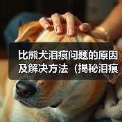 比熊犬泪痕问题的原因及解决方法(揭秘泪痕问题)(图2) 比熊犬泪痕问题的原因及解决方法(揭秘泪痕问题)(图2)