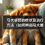 马犬感冒的症状及治疗方法（如何辨别马犬是否感冒？有效的治疗方法分享）(图2)