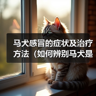 马犬感冒的症状及治疗方法（如何辨别马犬是否感冒？有效的治疗方法分享）(图3)