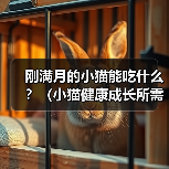 刚满月的小猫能吃什么?(小猫健康成长所需食物与饮食习惯)(图3) 刚满月的小猫能吃什么?(小猫健康成长所需食物与饮食习惯)(图3)