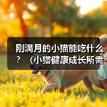刚满月的小猫能吃什么？（小猫健康成长所需食物与饮食习惯） - 辰飞雨新生家伴