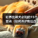 初养比熊犬必知的15个要点（如何养护刚出生的比熊犬，让它成为 - 辰飞雨新生家伴