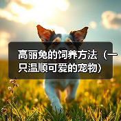 高丽兔的饲养方法（一只温顺可爱的宠物）(图4)