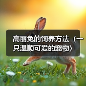高丽兔的饲养方法（一只温顺可爱的宠物）(图3)