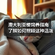 澳大利亚梗饲养指南（了解如何照顾这种活泼的狗狗） - 辰飞雨新生家伴