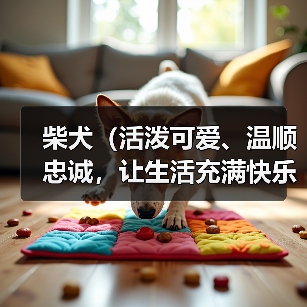 柴犬(活泼可爱、温顺忠诚,让生活充满快乐)(图3) 柴犬(活泼可爱、温顺忠诚,让生活充满快乐)(图3)