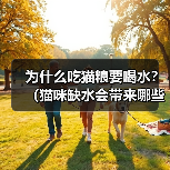 为什么吃猫粮要喝水？（猫咪缺水会带来哪些危害？） - 辰飞雨新生家伴