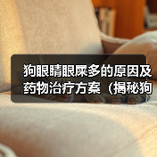 狗眼睛眼屎多的原因及药物治疗方案（揭秘狗眼屎多的真相，告别犬 - 辰飞雨新生家伴