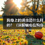 狗身上的螨虫是什么样的？（详解螨虫在狗身上的外貌特征及相关信息）(图4)