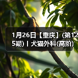 1月26日【重庆】(第125期)丨犬猫外科(高阶)班!含SUB(人人可实操)、乳糜胸等技术!(图3) 1月26日【重庆】(第125期)丨犬猫外科(高阶)班!含SUB(人人可实操)、乳糜胸等技术!(图3)