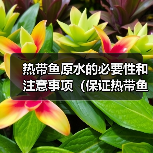 热带鱼原水的必要性和注意事项(保证热带鱼健康生长的关键)(图4) 热带鱼原水的必要性和注意事项(保证热带鱼健康生长的关键)(图4)
