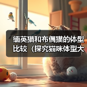 缅英猫和布偶猫的体型比较（探究猫咪体型大